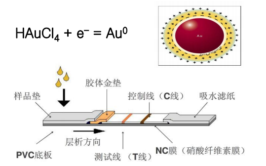 2、免疫胶体金技术平台.png